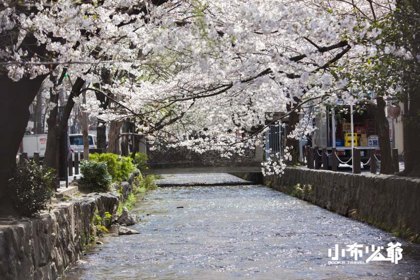 京都景點｜高瀨川，漫步櫻之名所，免費夜櫻步道地點位置