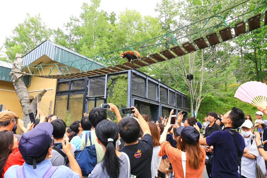 北海道景點｜旭山動物園，與動物自然互動，開心體驗北海道動物生活的人氣動物園