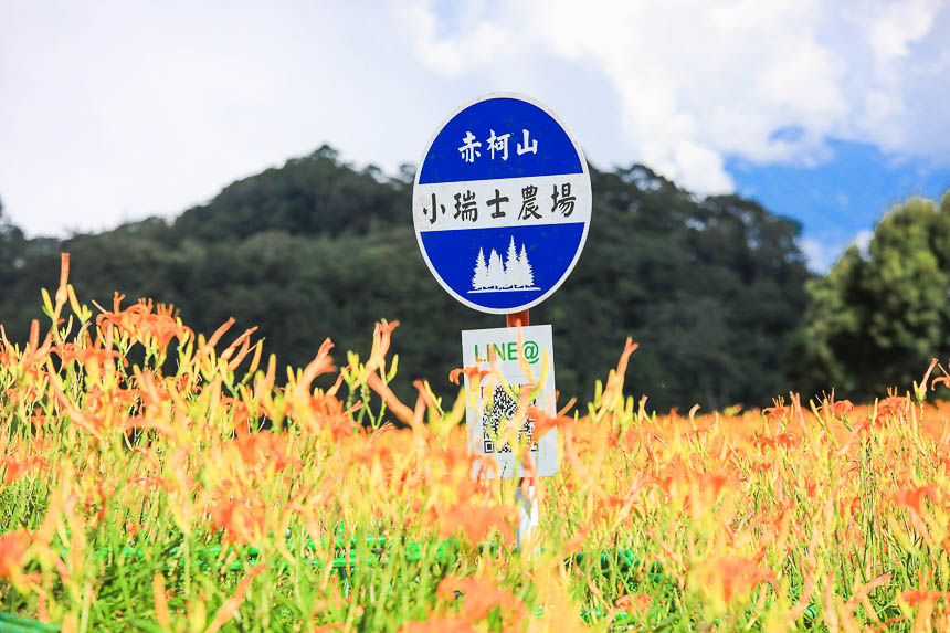 赤柯山金針花海