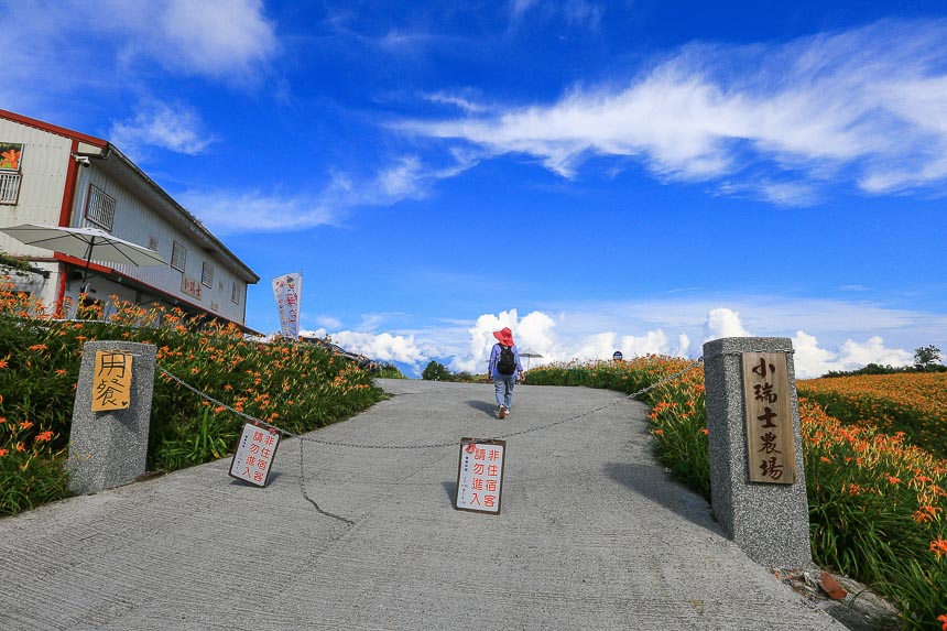 赤柯山金針花海