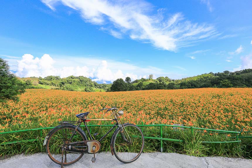 赤柯山金針花海