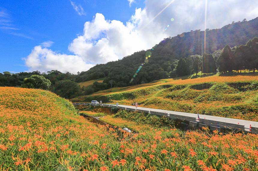 赤柯山金針花海