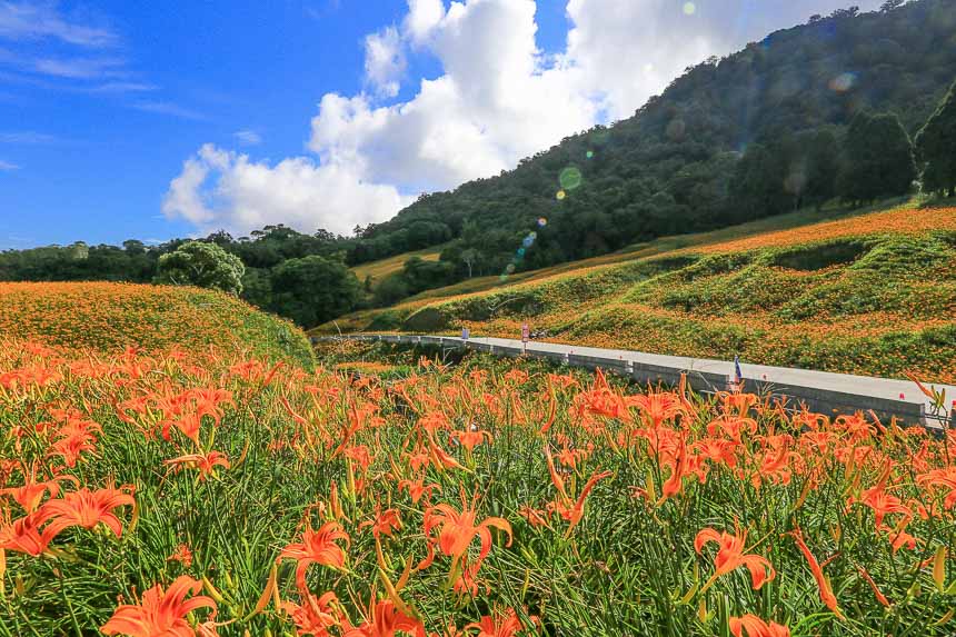 赤柯山金針花海