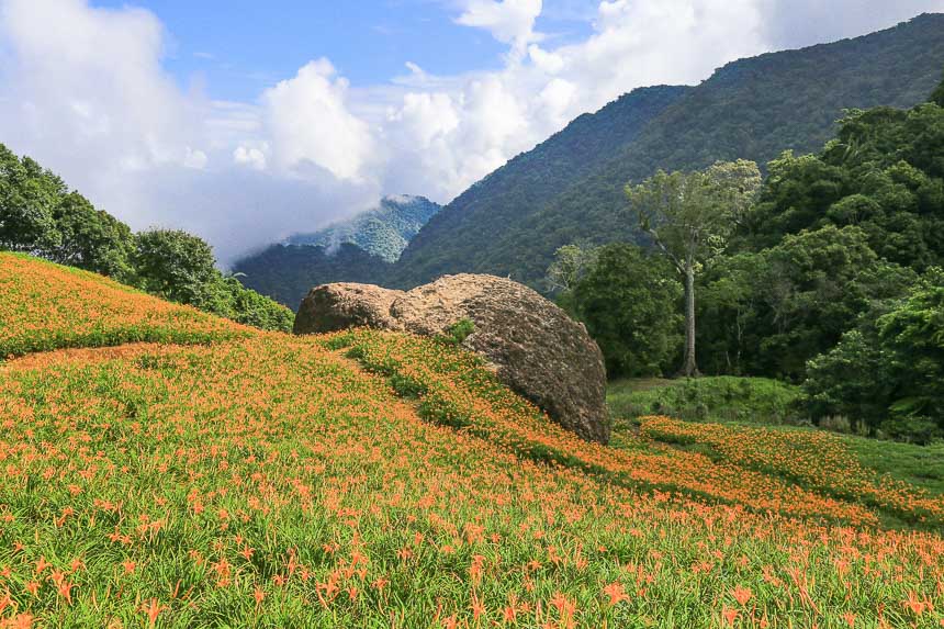 赤柯山金針花海