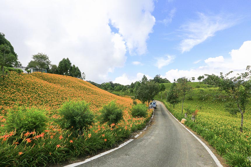 赤柯山金針花海