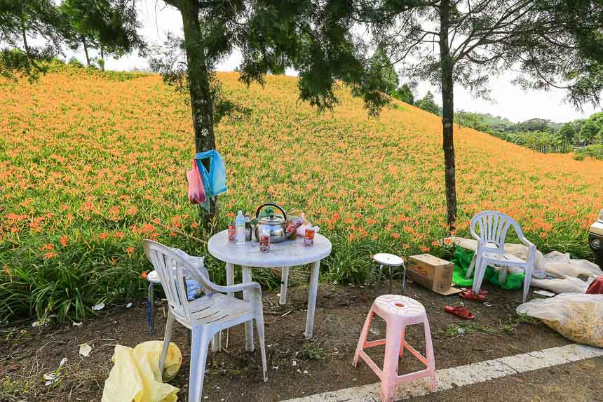 赤柯山金針花海