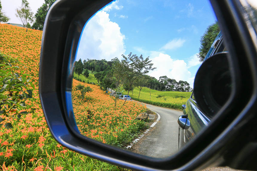 赤柯山金針花海