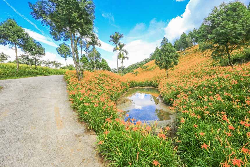 赤柯山金針花海