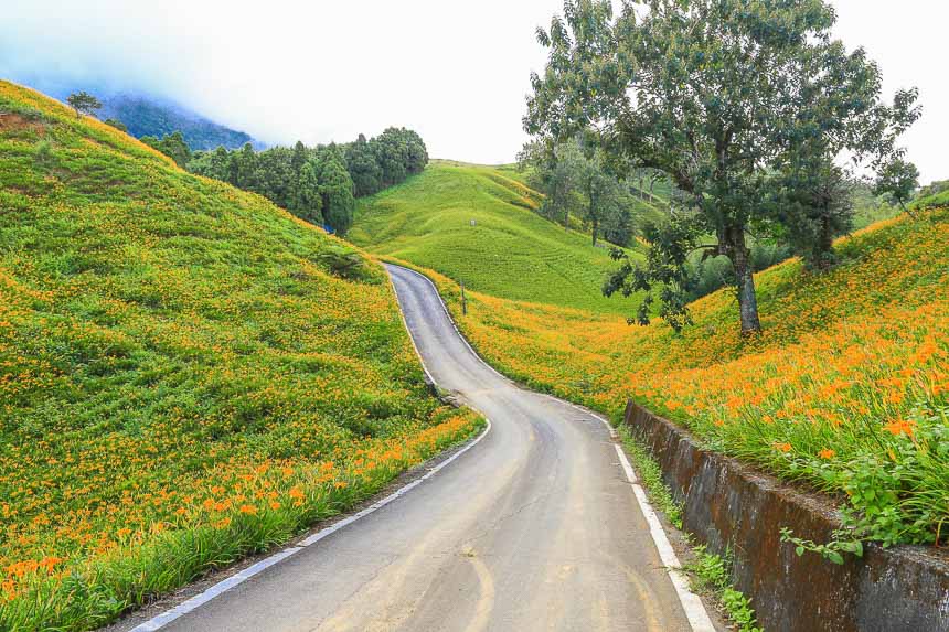 赤柯山金針花海
