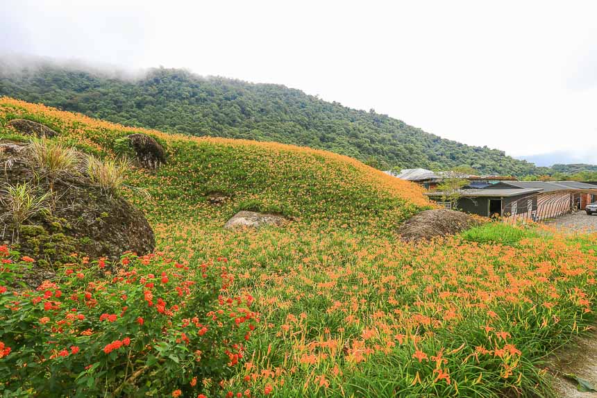 赤柯山金針花海