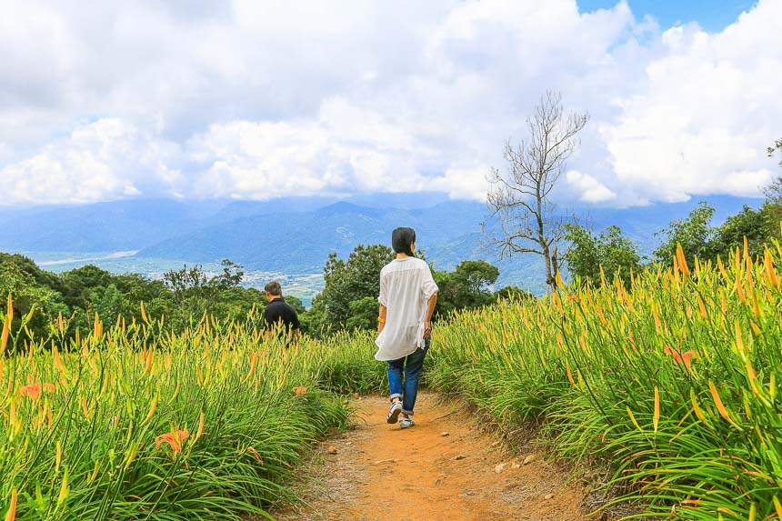 赤柯山金針花海