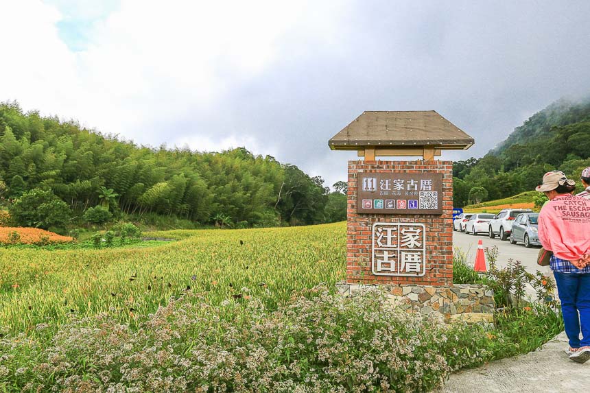 赤柯山金針花海