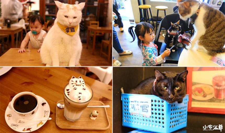 台中貓咪咖啡廳