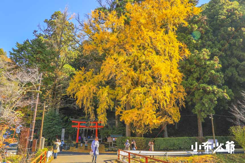京都秘境景點｜岩戸落葉神社，神聖銀杏金黃色地毯