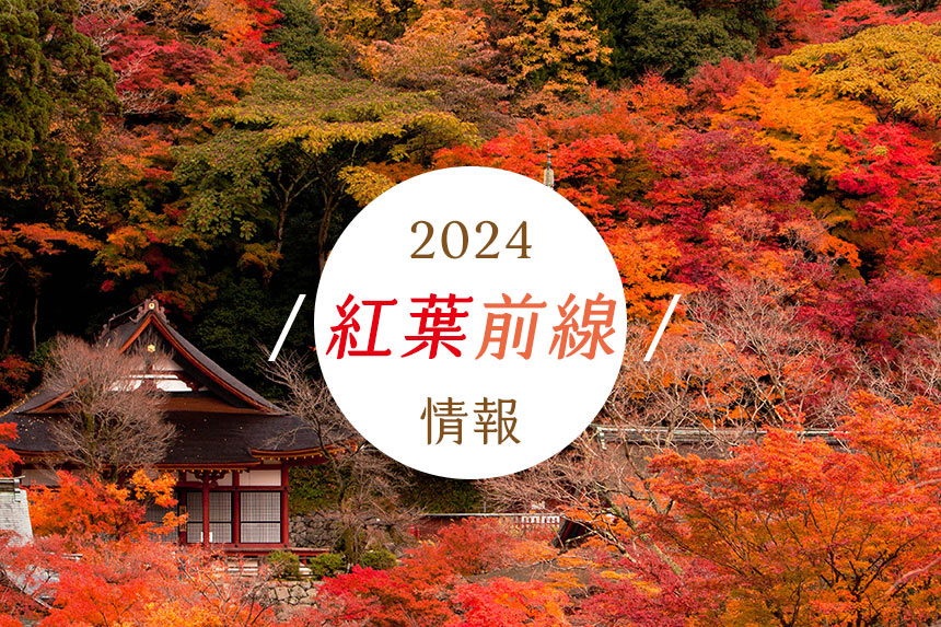 2024日本賞楓、紅葉前線情報預測網站，楓紅人氣景點推薦