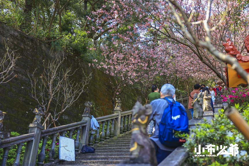 碧山巖櫻花