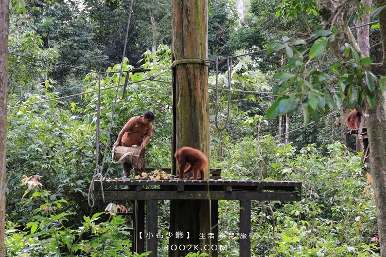 [沙巴山打根]西必洛人猿保護中心 跟著猩猩去散步IMG_5191