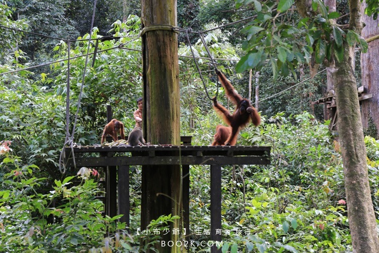 [沙巴山打根]西必洛人猿保護中心 跟著猩猩去散步IMG_5204