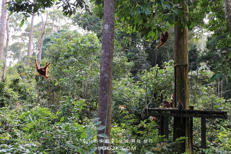 [沙巴山打根]西必洛人猿保護中心 跟著猩猩去散步IMG_5210