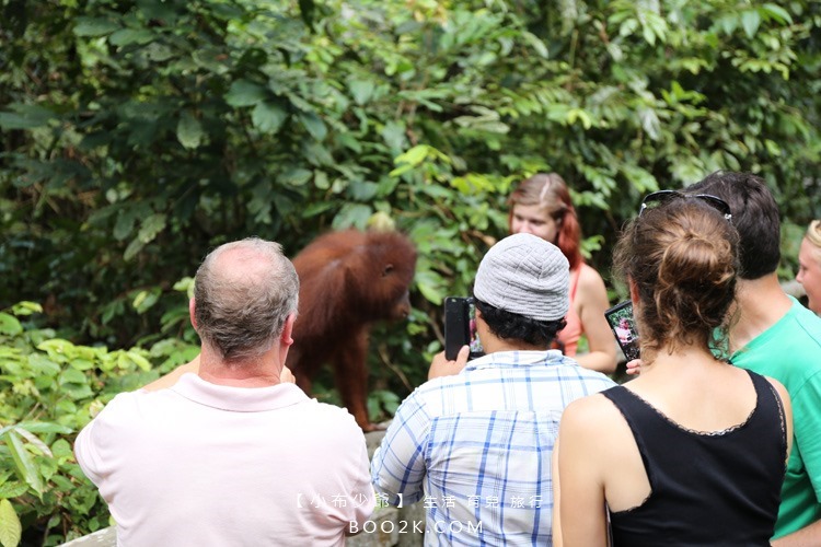 [沙巴山打根]西必洛人猿保護中心 跟著猩猩去散步IMG_5236