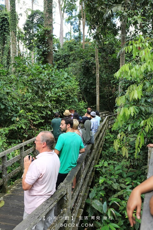 [沙巴山打根]西必洛人猿保護中心 跟著猩猩去散步IMG_5238