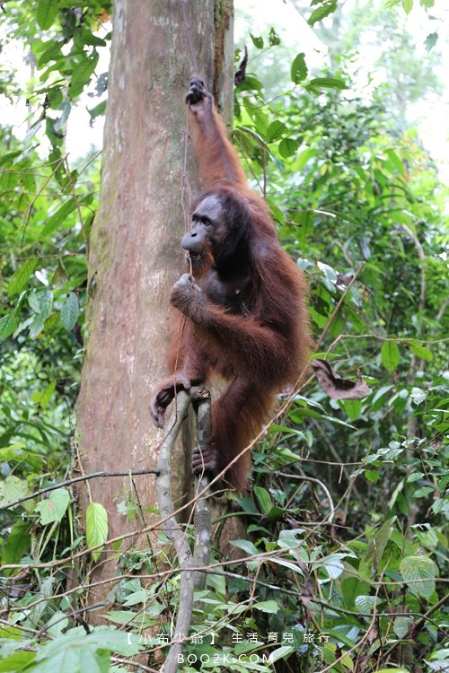 [沙巴山打根]西必洛人猿保護中心 跟著猩猩去散步IMG_5245