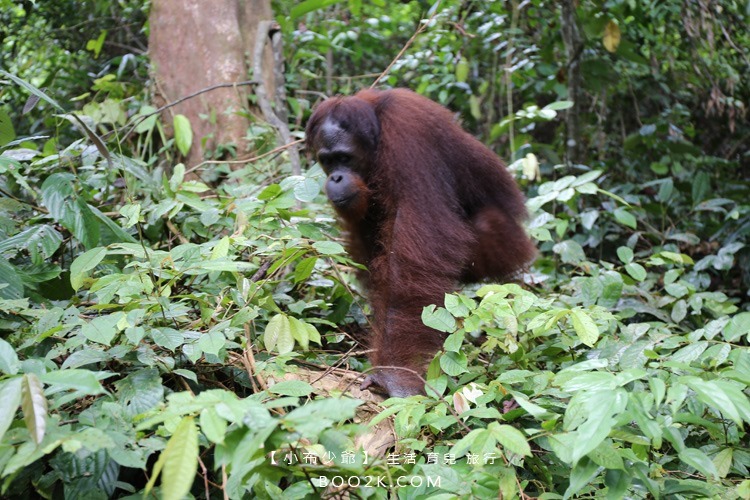 [沙巴山打根]西必洛人猿保護中心 跟著猩猩去散步IMG_5253