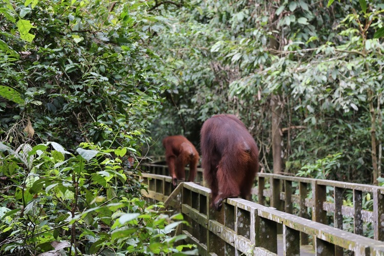 [沙巴山打根]西必洛人猿保護中心 跟著猩猩去散步IMG_5257