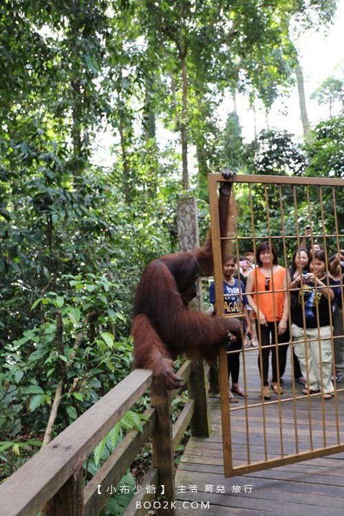 [沙巴山打根]西必洛人猿保護中心 跟著猩猩去散步IMG_5270