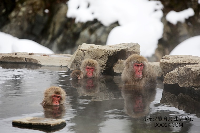 猴子泡溫泉